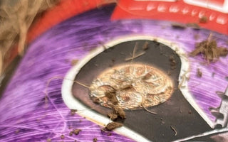 6 Crucial Facts Every Coco Grower Should Know