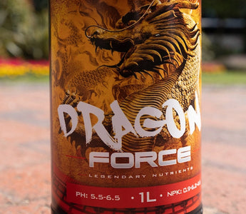 Flush or Finish? The Truth Behind Flushing & Dragon Force