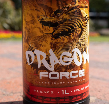 Flush or Finish? The Truth Behind Flushing & Dragon Force
